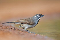 Black-throated sparrow (Amphispiza bilineata) male bathing in small pond, Rio Grande Valley of South Texas, USA, April
