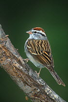 Chipping Sparrow (Spizella passerina) perching on a Mesquite tree log Rio Grande Valley of South Texas, USA