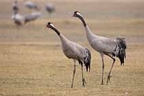 Two Common cranes (Grus grus) calling Gallocanta Lake, Spain, February