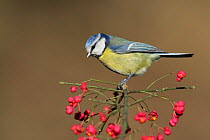 Blue tit (Parus caeruleus) perched on berry covered Spindle tree branch (Euonymus europaeus) Spain, November