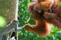 Long tailed macaque (Macaca fascicularis) trying to take banana from Sumatran Orangutan (Pongo abelii and young baby, North Sumatra, Indonesia. Critically Endangered