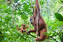 Sumatran Orangutan (Pongo abelii) mother and playful  baby aged 9 months, North Sumatra, Indonesia. Critically Endangered *Digitally removed highlight in background