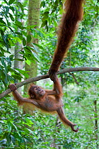 Sumatran Orangutan (Pongo abelii) female grabbing the hand of her offspring, aged 1.5 years, North Sumatra, Indonesia. Critically Endangered