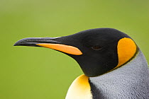 King Penguin (Aptenodytes patagonicus) head portrait in profile, Saint Andrew's Bay, South Georgia