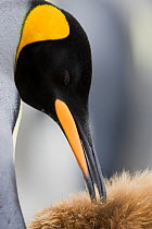 King Penguin (Aptenodytes patagonicus) preening the downy feathers of a chick, Gold Harbor, South Georgia