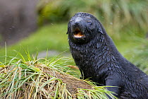 Antarctic Fur Seal pup (Arctocephalus gazelle) calling, Fortuna Bay, South Georgia *Digitally removed single blade of grass in foreground