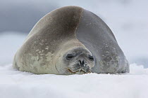 Weddell Seal (Leptonychotes weddellii) sleeping on ice, Petermann Island, Antarctic Peninsula