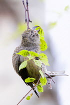 Common Crossbill (Loxia curvirostra) feeding on aphids, Finland, May