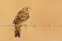 Corn Bunting (Miliaria / Emberiza alandra) perched on barbed wire, Spain, September