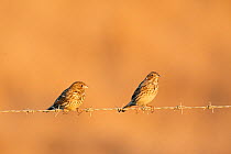 Two Corn Buntings (Miliaria / Emberiza calandra) perched on barbed wire fence, Spain, September