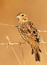 Corn Bunting (Miliaria / Emberiza calandra) perched on barbed wire fence, Spain, September