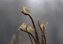 Small flock of Corn Buntings (Miliaria / Emberiza calandra) Bulgaria, February