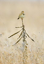 Corn Bunting (Miliaria / Emberiza calandra)  singing, perched on stems in long grass, Bulgaria, February