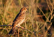 Corn Bunting (Miliaria / Emberiza calandra) perched on branch, Spain, September
