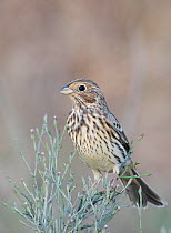 Corn Bunting (Miliaria / Emberiza calandra) perched on branch, Spain, September