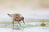 Curlew Sandpiper (Calidris ferruginea) wading and foraging in shallow casotal waters, Kalajoki, Finland, July