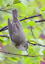 Garden Warbler (Sylvia borin) perched feeding on aphids, perched on branch, Finland, May