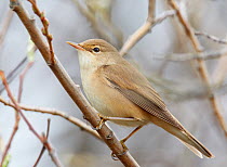 Marsh Warbler (Acrocephalus palustris) portrait, perched in tree, Finland May