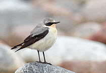 Northern Wheater (Oenanthe oenanthe) portrait of male perched on rocks, Finland, May