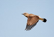 Northern Wheater (Oenanthe oenanthe) female in flight, against blue sky, Finland, June
