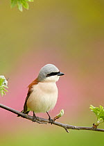 Red-backed Shrike (Lanius collurio) male perched on branch, Finland May