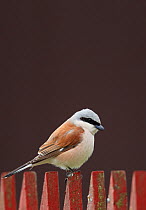 Red-backed Shrike (Lanius collurio) male perched on fence, Finland May