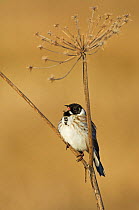 Reed Bunting (Emberiza schoeniclus) male singing, perched on stem of seedhead, Liminka, Finland May