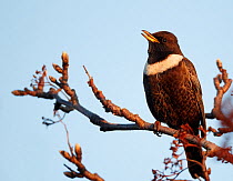 Ring Ouzel (Turdus torquatus) singing, perched in tree, in evening light, Finland, May
