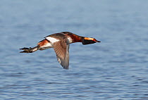 Slavonian / Horned Grebe (Podiceps auritus) in flight over water, Finland, May