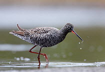 Spotted Redshank (Tringa erythropus) wading and foraging in shallow water, Loviisa, Finland, May