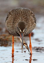 Spotted Redshank (tringa erythropus) juvenile with freshly caught fish, Finland, May