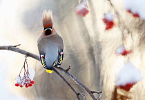 Waxwing (Bombycilla garrulus) perched on snow covered Rowan branch (Sorbus sp.) with berries, Kuusamo, Finland, January. No promotion or advertising use in Finland 1st April 2014 to 31st March 2016.