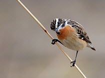 Whinchat (Saxicola rubetra) portrait of male,  Finland, April