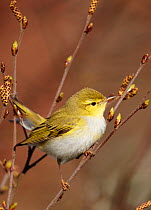 Wood Warbler (Phylloscopus sibilatrix) perched in branch with catkins, Finland, May