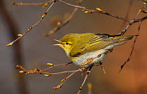 Wood Warbler (Phylloscopus sibilatrix) calling, perched in branch with catkins, Finland, May