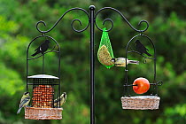 Great tits (Parus major) feeding on bird feeder in garden, Belgium July