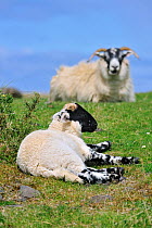 Scottish Black Faced / Blackface sheep (Ovis aries) lamb and ewe resting in field in the Highlands, Scotland, UK, May