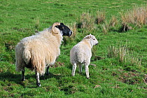 Scottish Black Faced / Blackface Sheep (Ovis aries) ewe and lamb in field in the Highlands, Scotland, UK, May