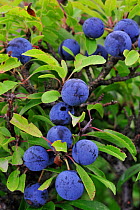 Blackthorn / Sloe berries (Prunus spinosa), Belgium, September