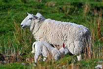 Cheviot sheep (Ovis aries) ewe suckling lamb in field in the Highlands, Scotland, UK, May