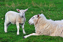 Cheviot sheep (Ovis aries) lamb and ewe in field in the Scottish Highlands, Scotland, UK, May