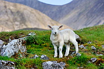Cheviot sheep (Ovis aries) lamb portrait in the Scottish Highlands, Scotland, UK, May