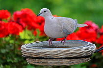 Eurasian Collared dove (Streptopelia decaocto) drinking from bird bath in garden in summer, Belgium, June