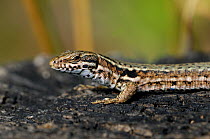Close-up of Common wall lizard (Podarcis / Lacerta muralis) sunning on burned wood, La Brenne, France