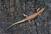 Common wall lizard (Podarcis / Lacerta muralis) sunning on burned wood, La Brenne, France