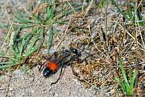 Digger / Sand wasp (Sphex funerarius / rufocinctus) at Field cricket's burrow, La Brenne, France