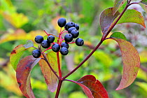 Close up of Common / European dogwood leaves and berries (Cornus sanguinea), Belgium, September
