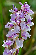 Early purple orchid flowers (Orchis mascula) pale form, Belgium, May