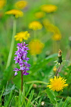 Early purple orchid (Orchis mascula) and Common dandelion (Taraxacum officinale) flowers in meadow, Belgium, May
