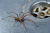 European common house spider (Tegenaria atrica)  in kitchen sink next to plug-hole, Belgium
